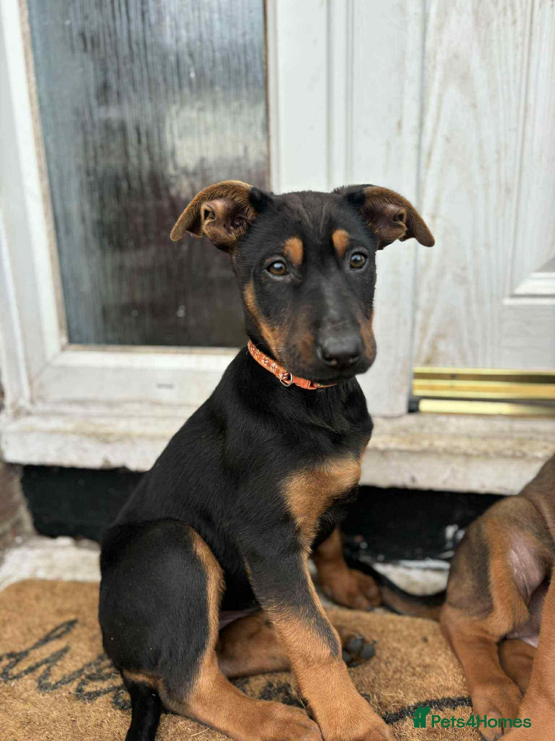 Mixed Breed dogs for sale: Chineese red dog x chinese red dog x Dutch herder  - Image 5