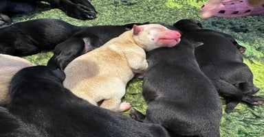Labrador Retriever dogs - Advert 1