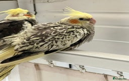 Cockatiels birds for sale: Young hand reared tame baby cocktails  - Image 4
