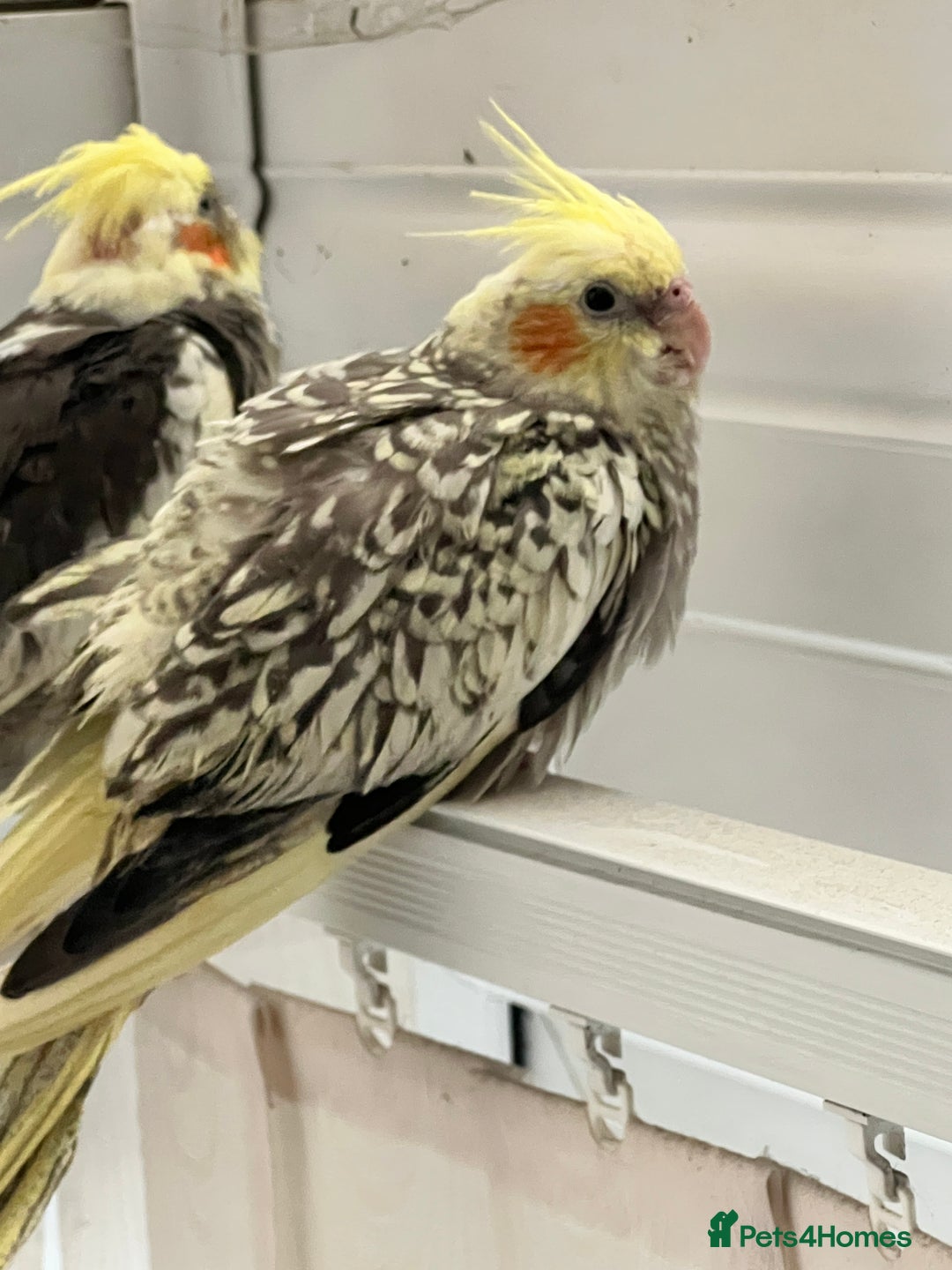 Cockatiels birds for sale: Young hand reared tame baby cocktails  - Image 4