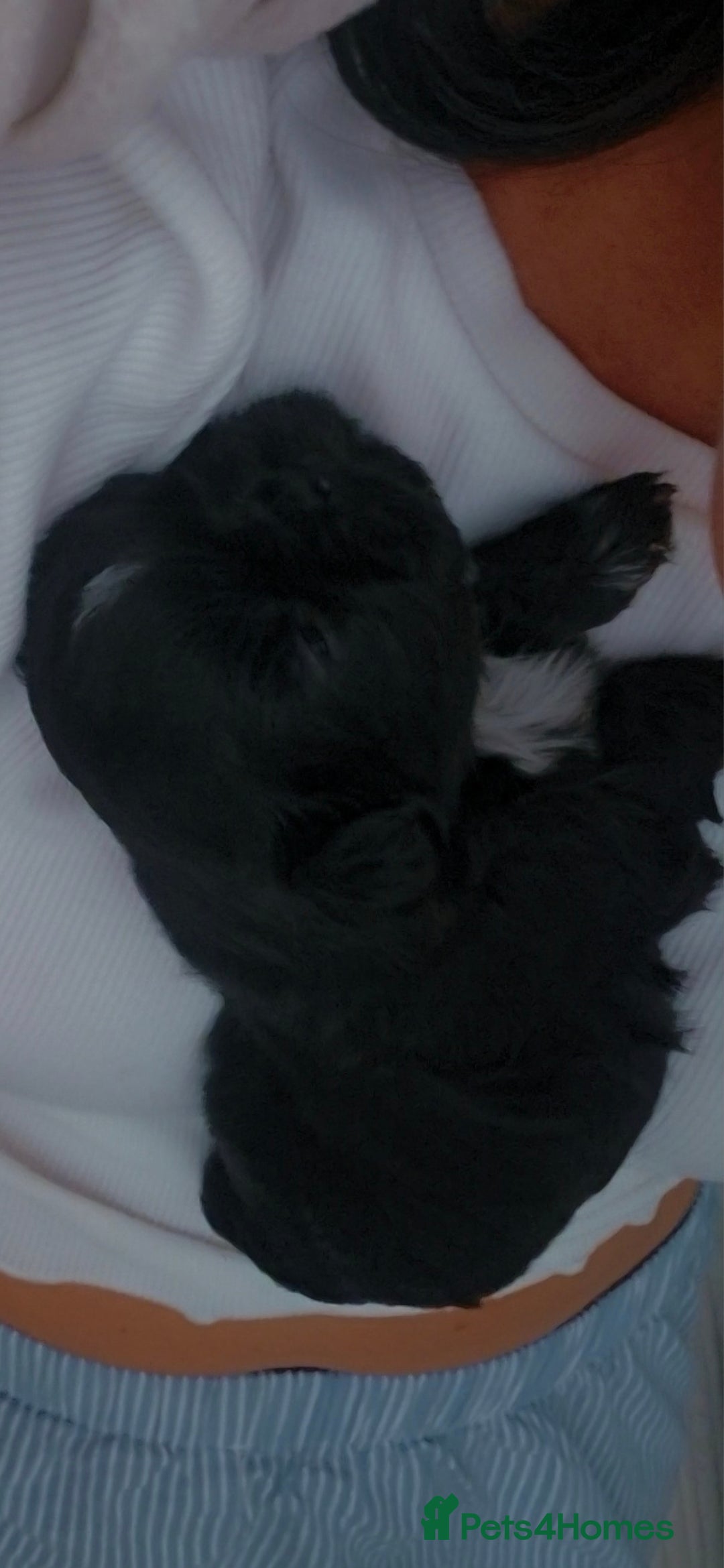 Shih Tzu dogs for sale: Imperial Shihtzu puppies - Image 13