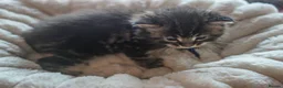Maine Coon cats for sale: Gorgeous Mainecoon kittens ready 10th June  - Advert 10