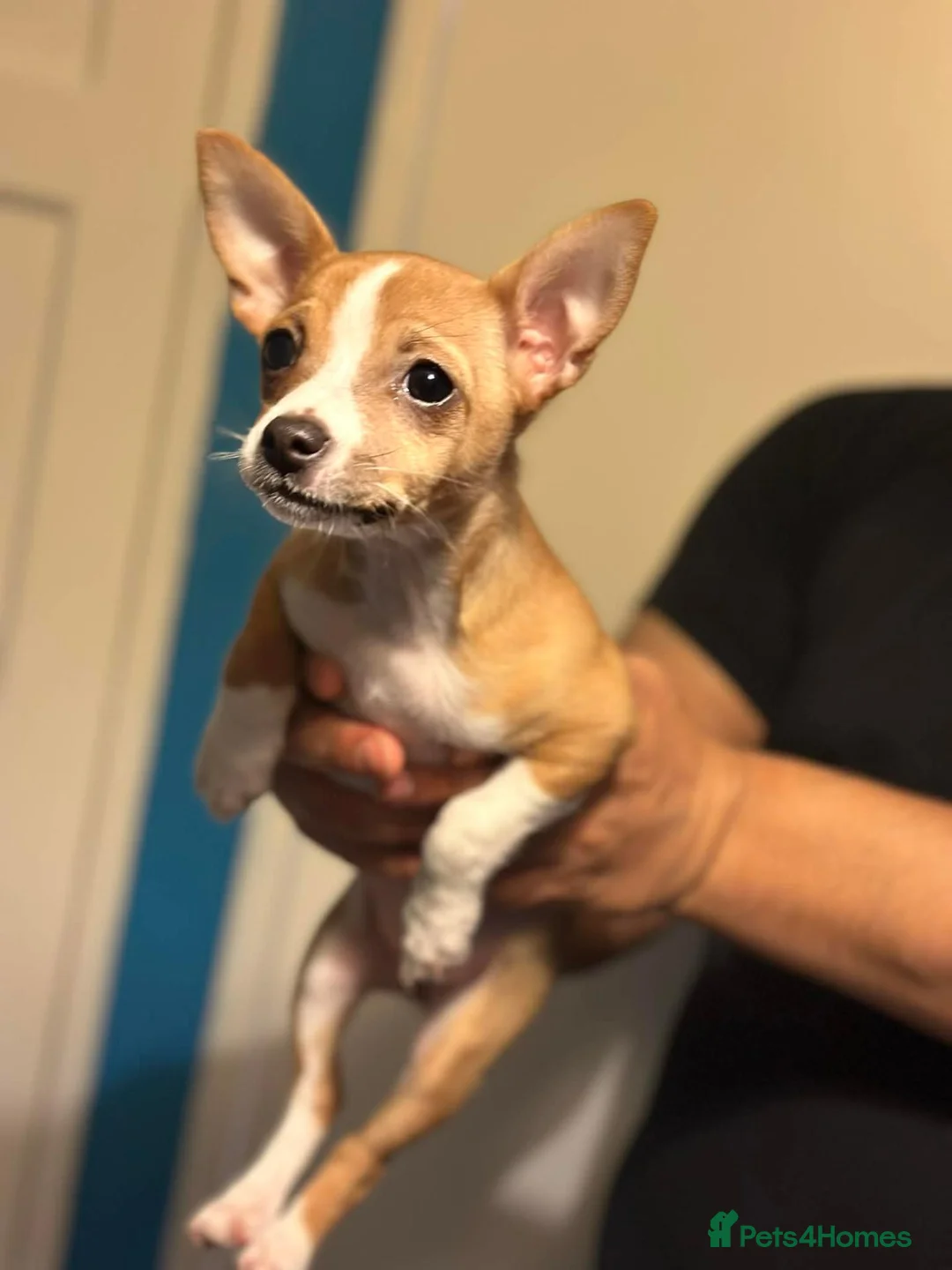 Mixed Breed dogs for sale: Chiuvava  - Advert 4