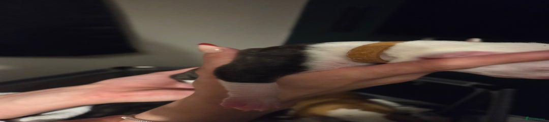 American Bulldog Puppy 5