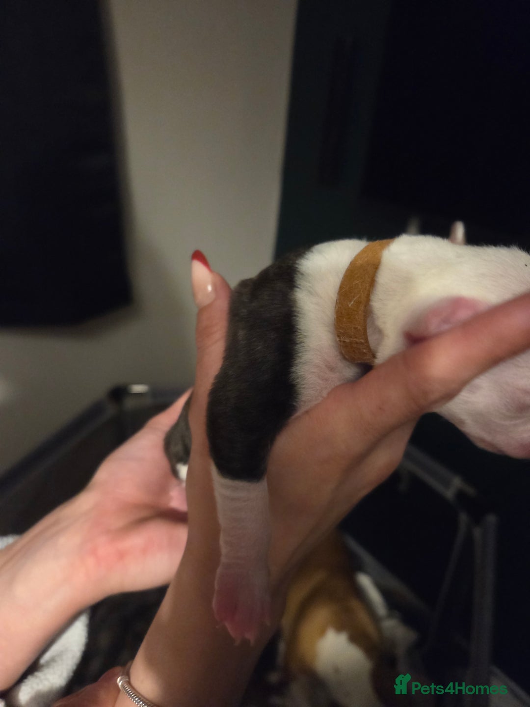 American Bulldog dogs for sale: American bulldog puppies  - Image 23