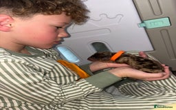 Miniature Dachshund dogs for sale: Miniature dachshund pups for sale 2 boys 1 girl  - Image 23