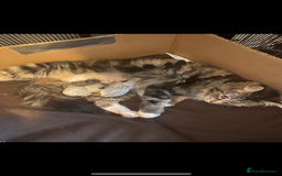 Domestic Shorthair cats for sale: Fluffy Black and White Male Kitten  - Image 16