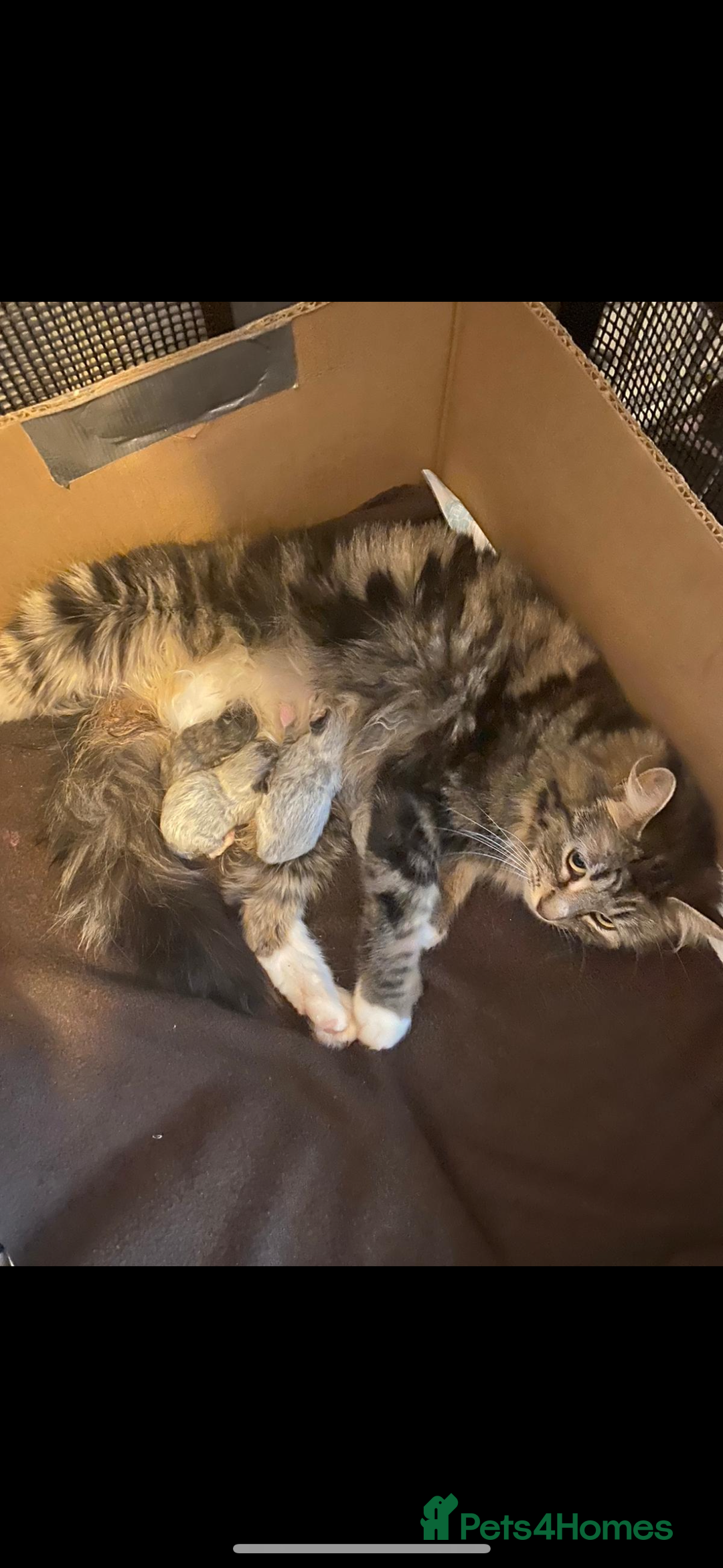 Domestic Shorthair cats for sale: Fluffy Black and White Male Kitten  - Image 16