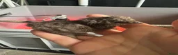 Chickens poultry for sale: Silkie Chicks  in Bedlington - Advert 6