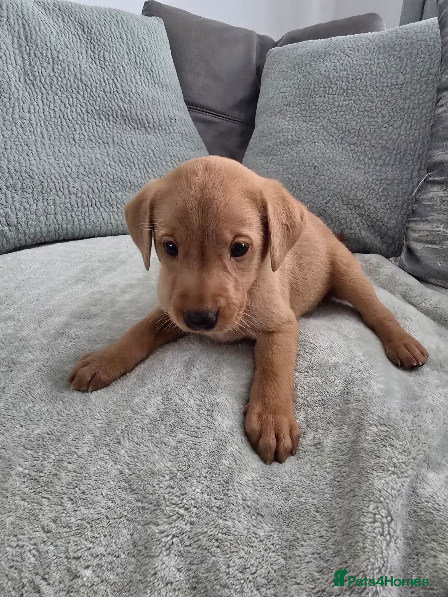 Labrador Retriever dogs Fox red labrador puppies  - Advert 1