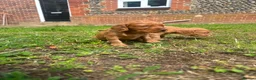 Cocker Spaniel dogs for sale: Cocker spaniels  - Advert 3