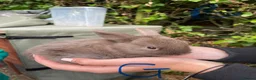 Mini Lop rabbits for sale: Mini Lop - Pure Bred  - Advert 15