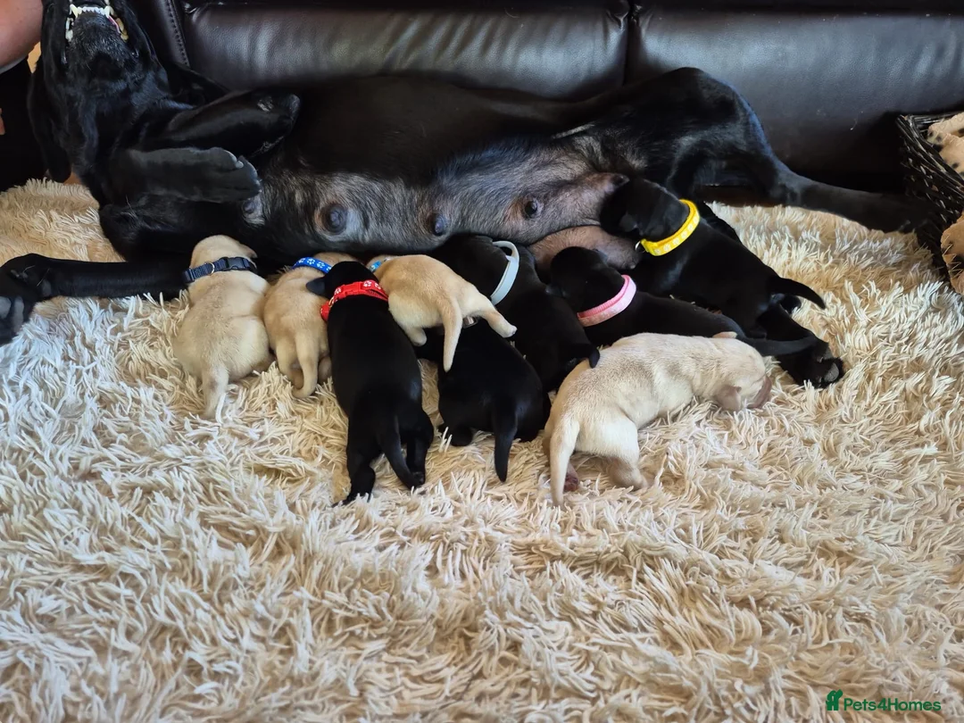 Labrador Retriever dogs for sale: Pedigree Labrador Puppies ready 10th September  - Advert 2