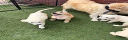 Golden Retriever dogs for sale: Kc reg golden retriever puppies  - Advert 14