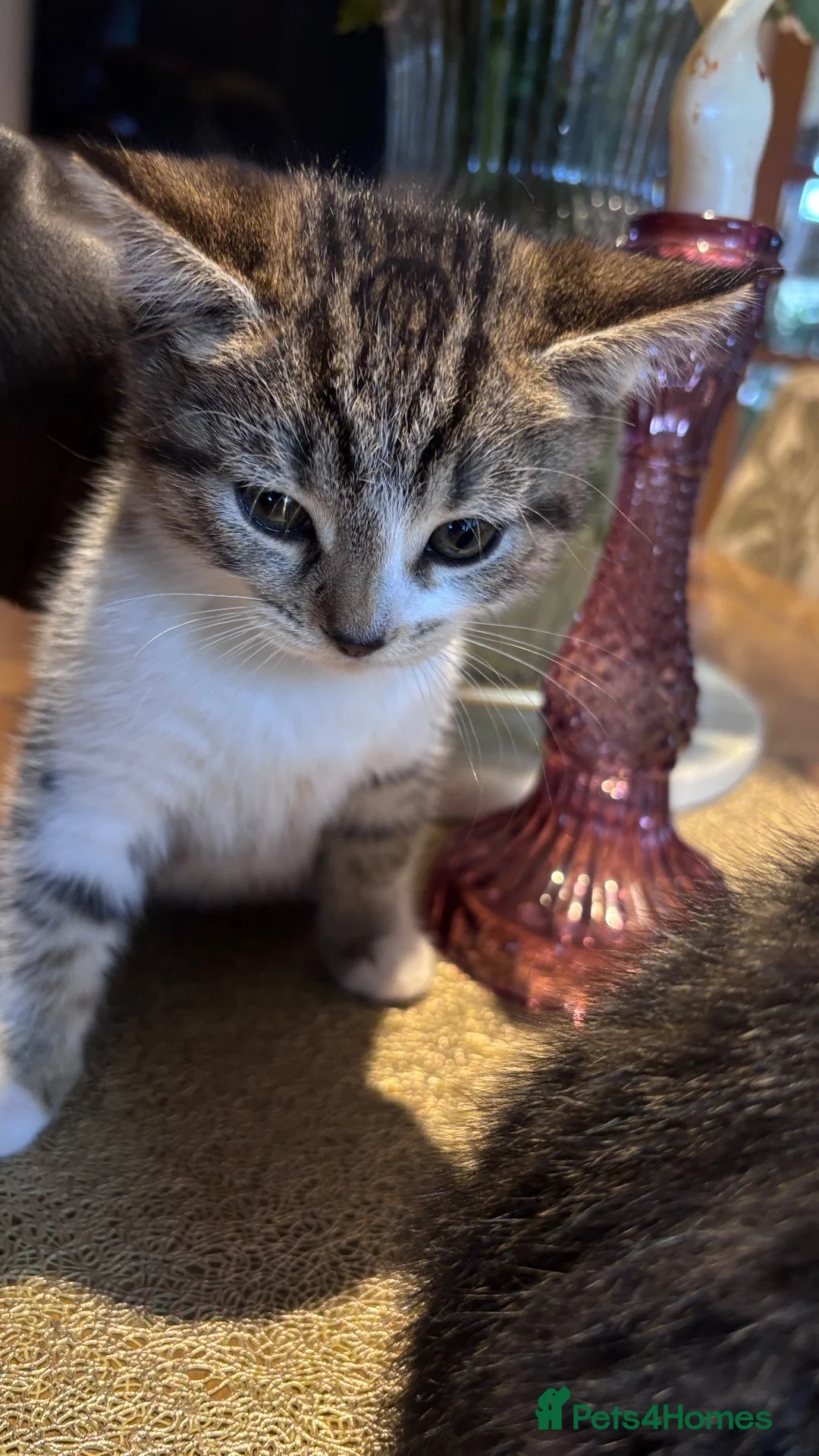 Mixed Breed cats for sale: Adorable Kittens Looking for Loving Homes 🐾 - Advert 8