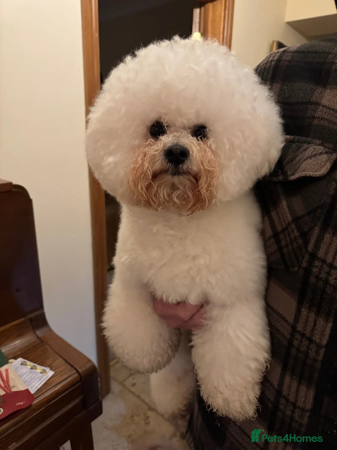 Mixed Breed dogs for sale: Beautiful litter of F1 Maltichon Puppies - Advert 20