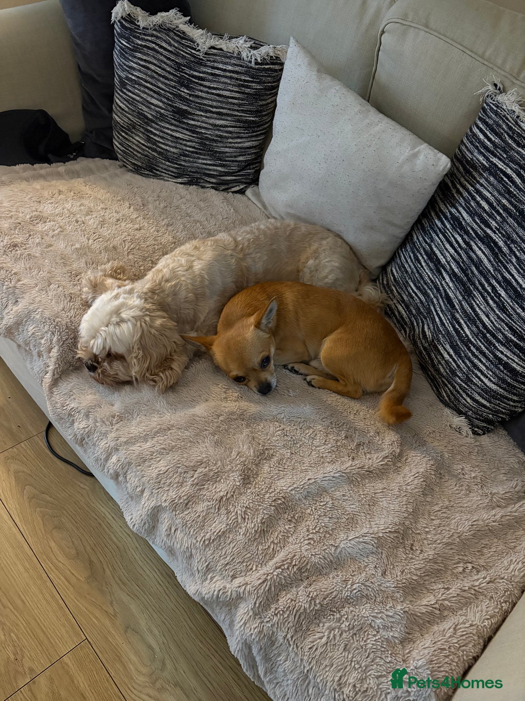 Chihuahua dogs for stud: Friendly Chihuahua for Stud - Advert 4