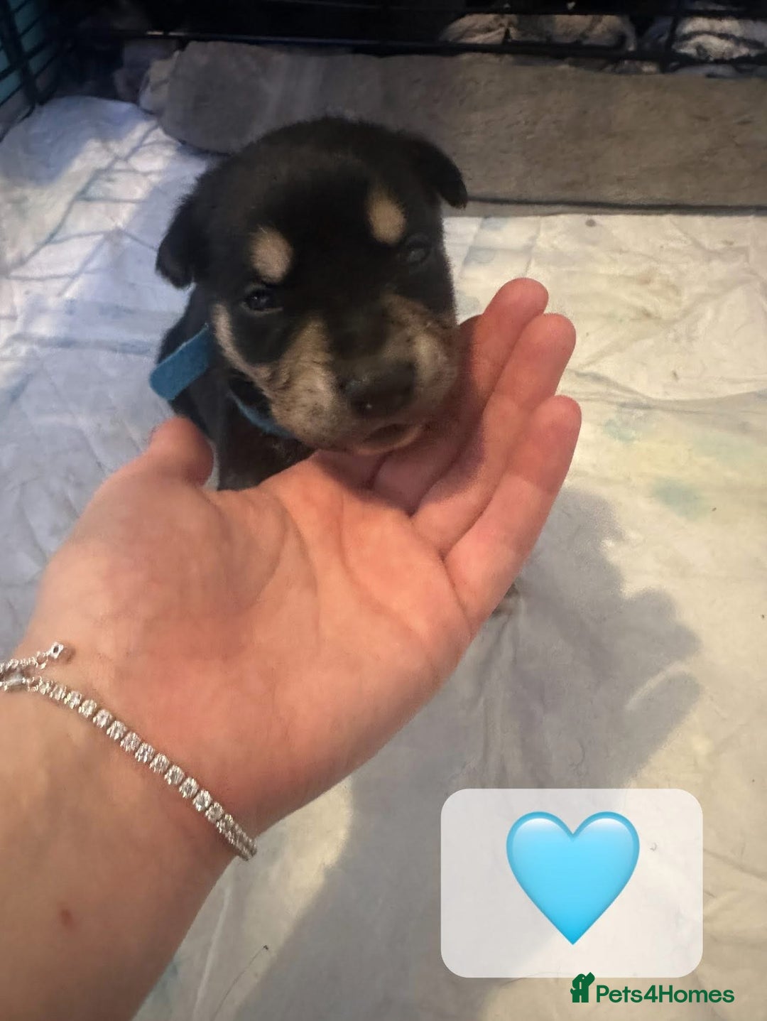 Mixed Breed dogs for sale: 8 beautiful pups, looking for forever home🐾 - Image 16