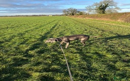 Weimaraner dogs for sale: 9 years old Winston looking for a new home  - Image 4