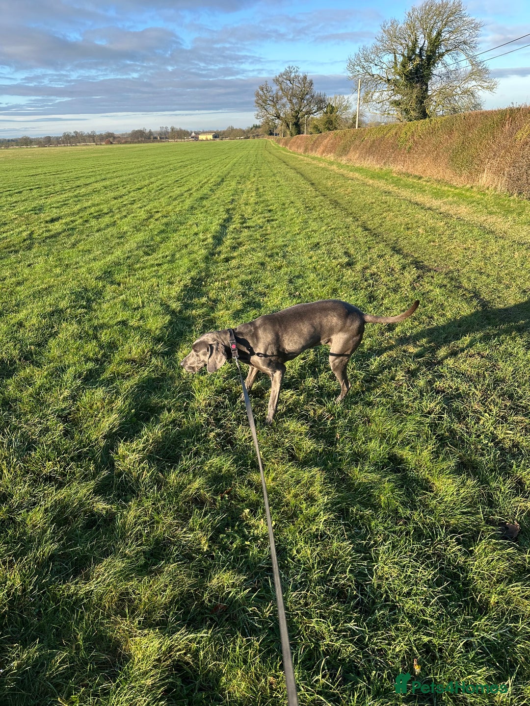 Weimaraner dogs for sale: 9 years old Winston looking for a new home  - Image 4