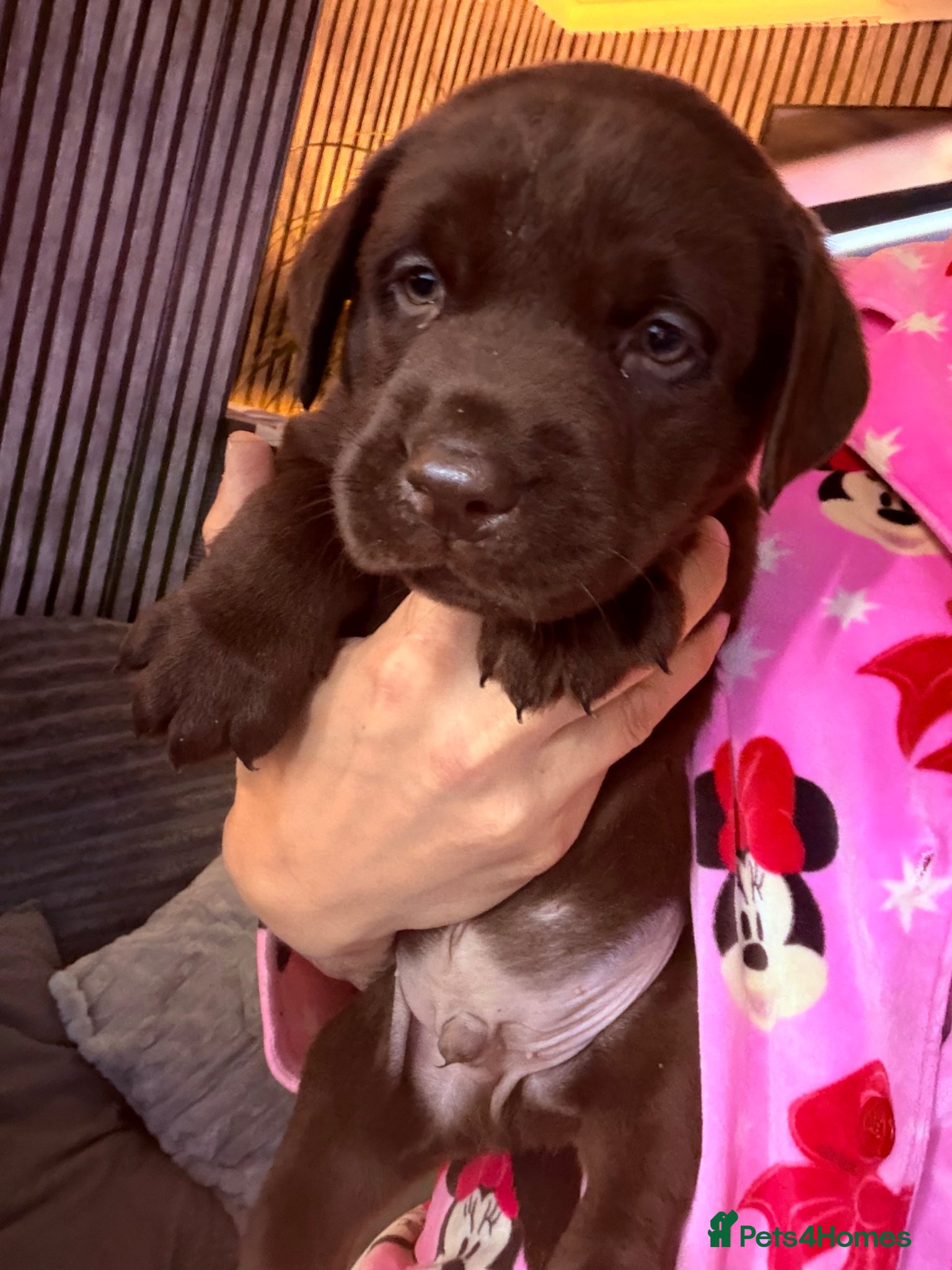 Labrador Retriever dogs Chocolate Labrador puppies 🤎 one boy available 🤎 - Advert 2