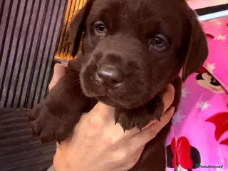 Labrador Retriever dogs Chocolate Labrador puppies 🤎 one boy available 🤎 - Advert 1