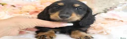 Miniature Dachshund dogs for sale: KC Miniature Dachshund Longhair Puppies - Advert 13