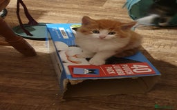 Mixed Breed cats for sale: Adventurous Kittens - Image 7