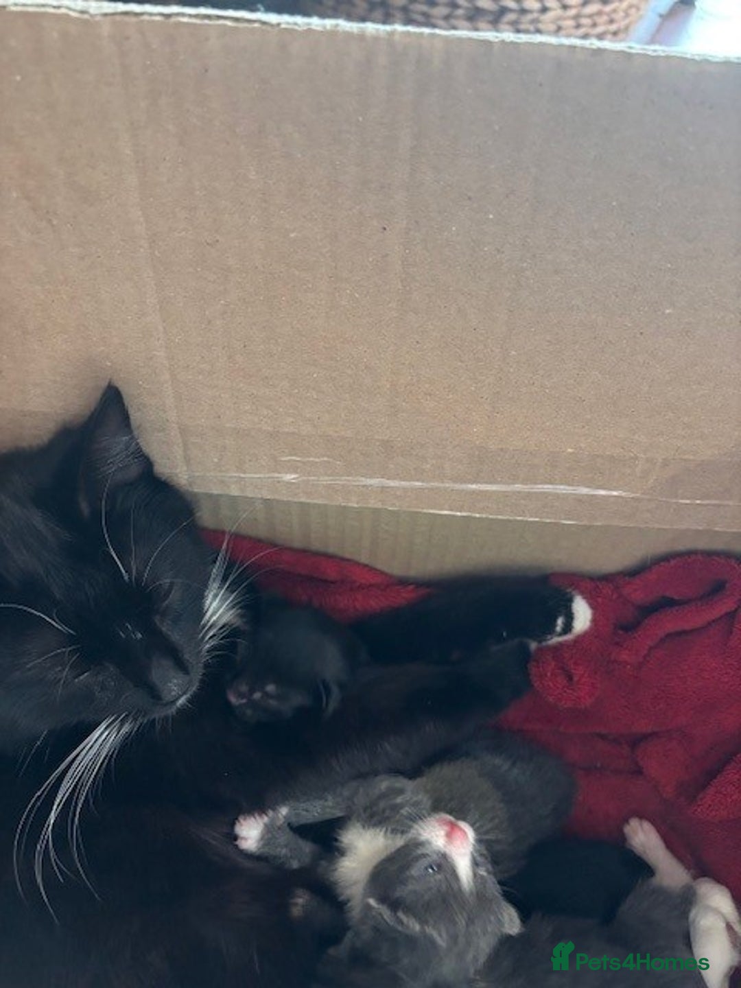 Domestic Shorthair cats for sale: 4 kittens, ready to go - Image 17