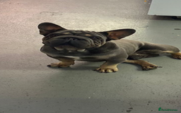 French Bulldog dogs for stud: Blue and tan VELVET boy FOR STUD - Image 4