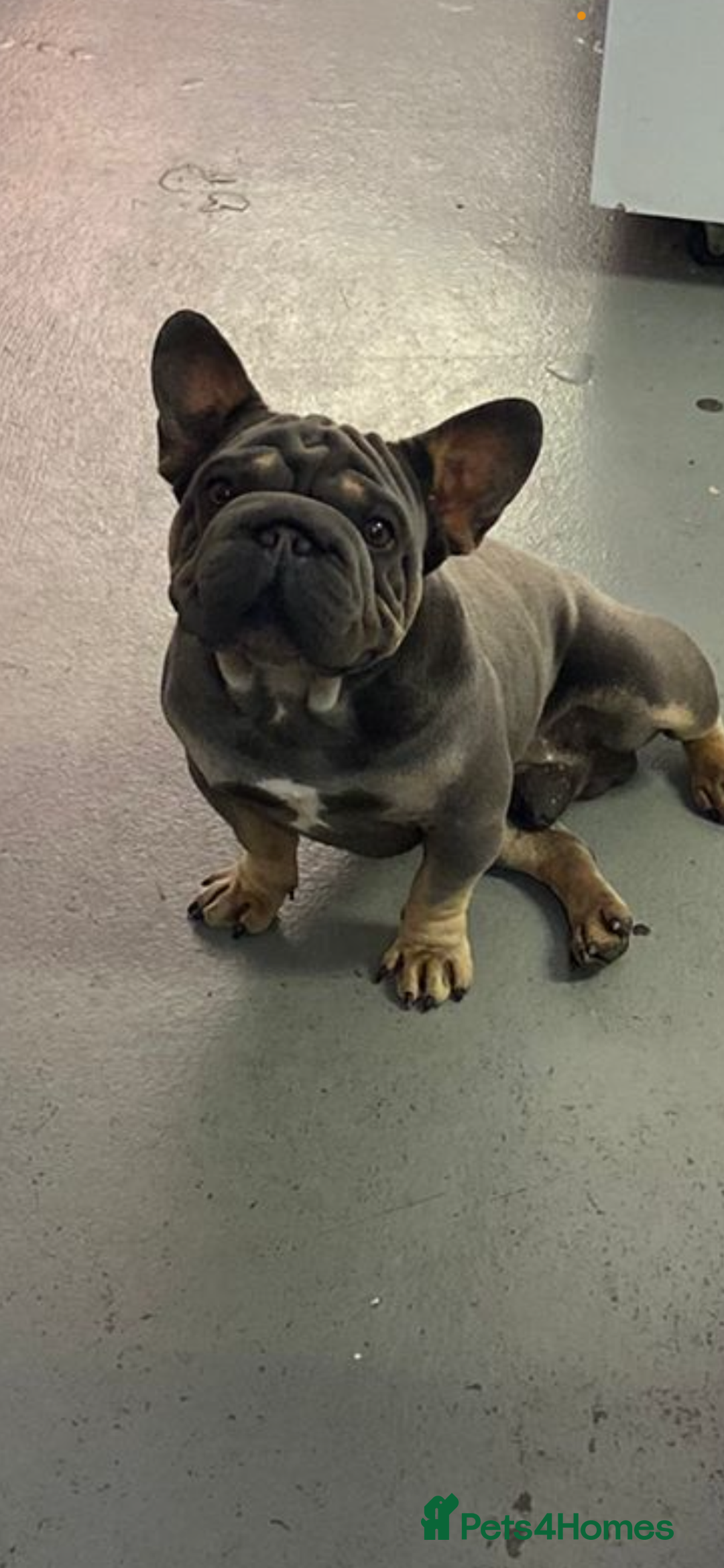 French Bulldog dogs for stud: Blue and tan VELVET boy FOR STUD - Image 4