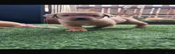 Labrador Retriever dogs for sale: Yellow Labradors  - Advert 7