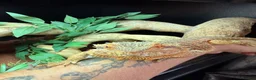 Bearded Dragon reptiles for sale: Bearded dragon in Mansfield - Advert 2