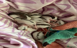 Rat rodents for sale: Babies rats (waiting list) in Honiton - Image 1