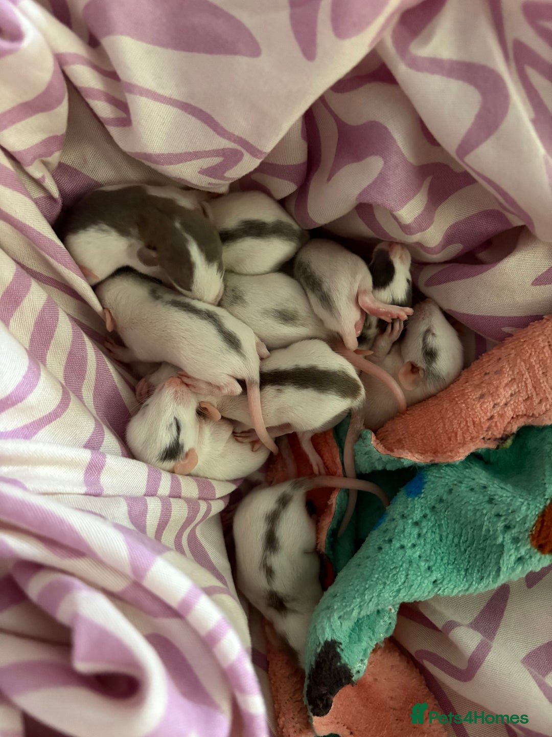 Rat rodents for sale: Babies rats (waiting list) in Honiton - Image 1