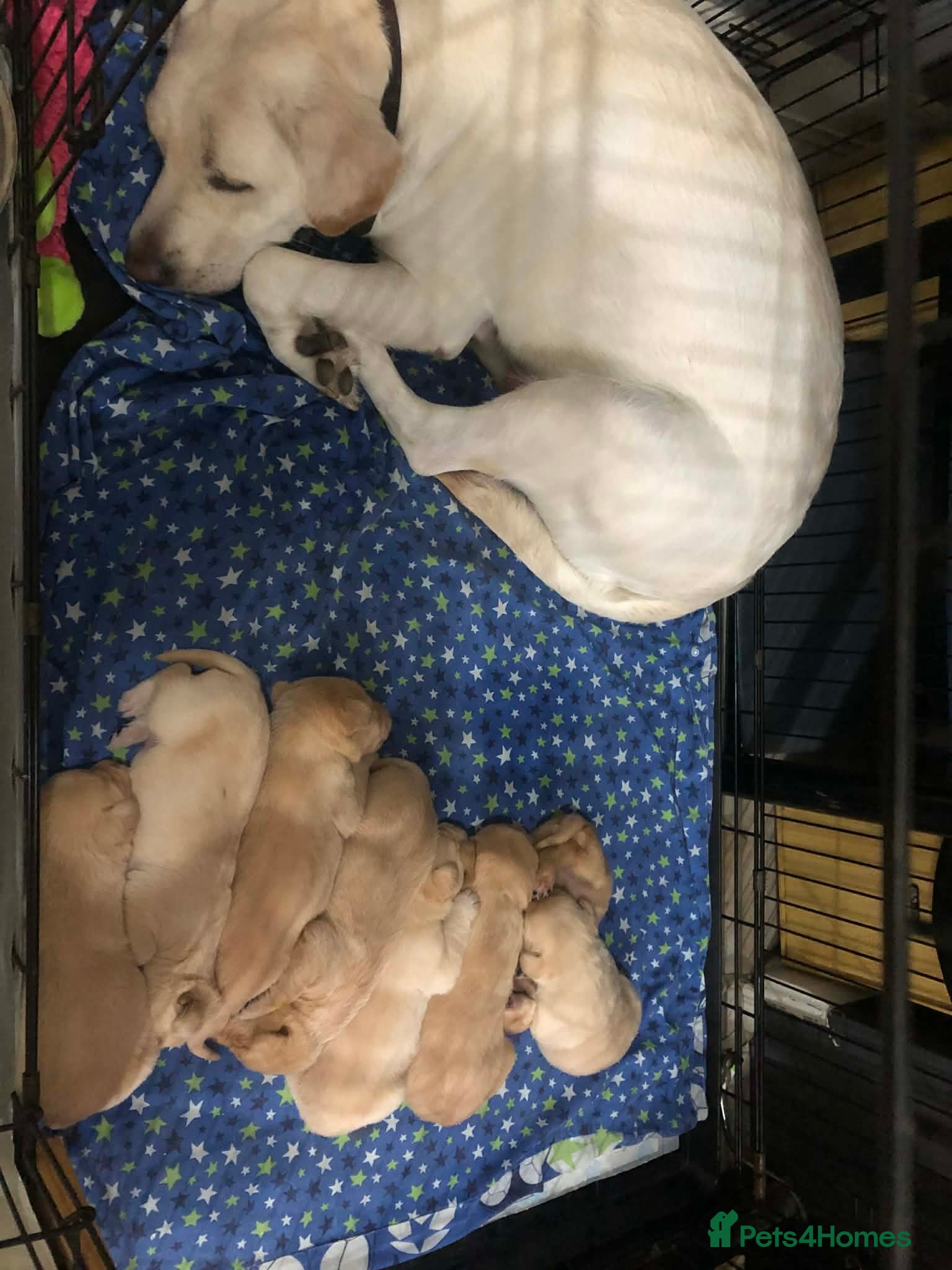 Labrador Retriever dogs Yellow labrador puppies  - Advert 18