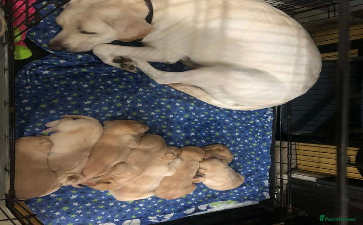 Labrador Retriever dogs Goldern/blond labrador puppies  - Advert 1