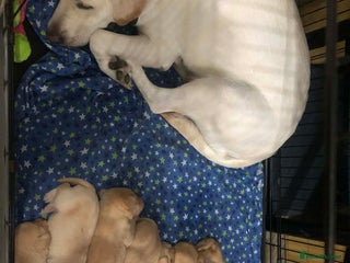 Labrador Retriever dogs Goldern/blond labrador puppies - Advert 1