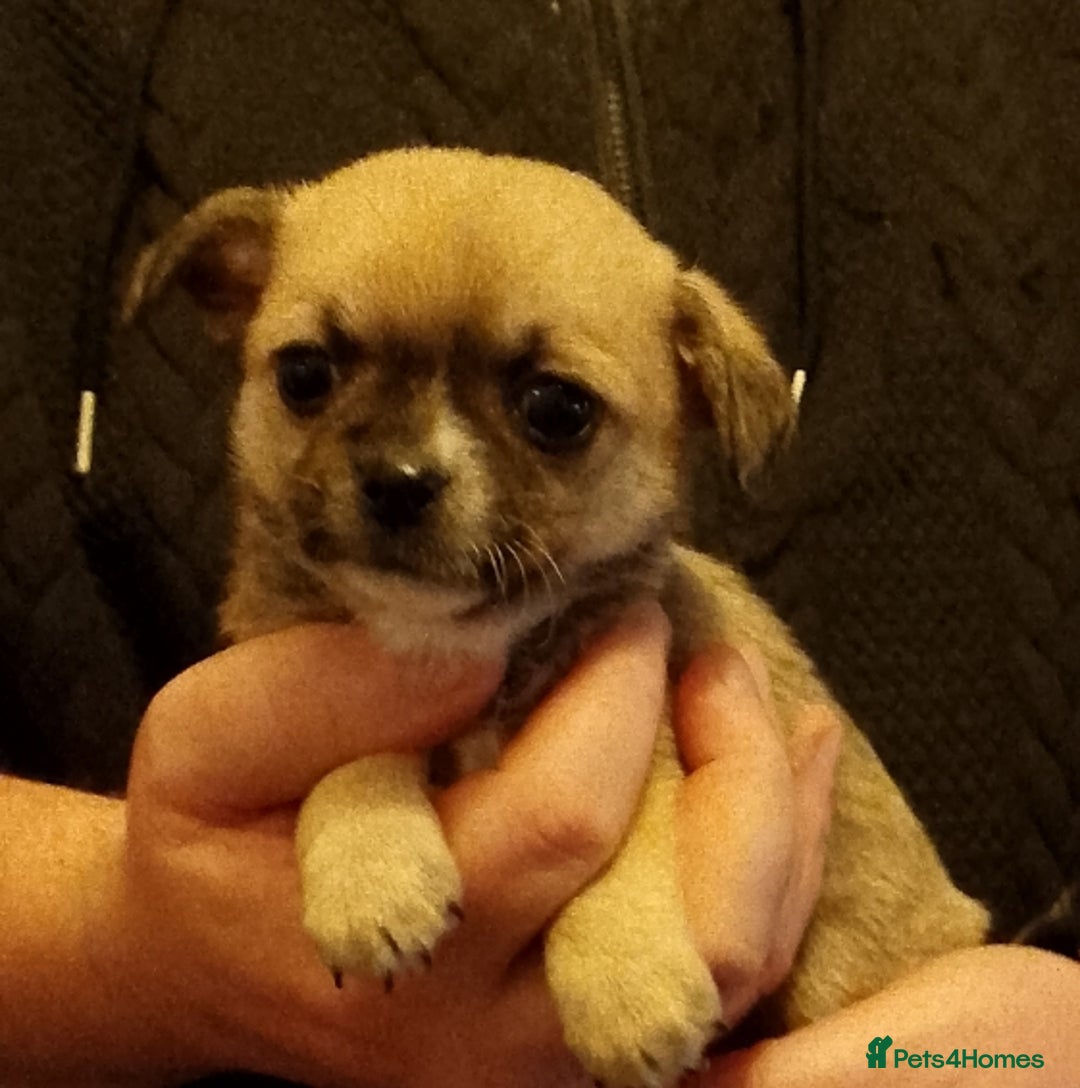 Chihuahua dogs for sale:  Chihuahua puppies can be seen with mum and dad  - Advert 5