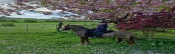 Riding pony horses for sale: Dutch show pony  - Advert 5