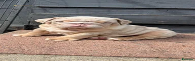 English Bulldog 3