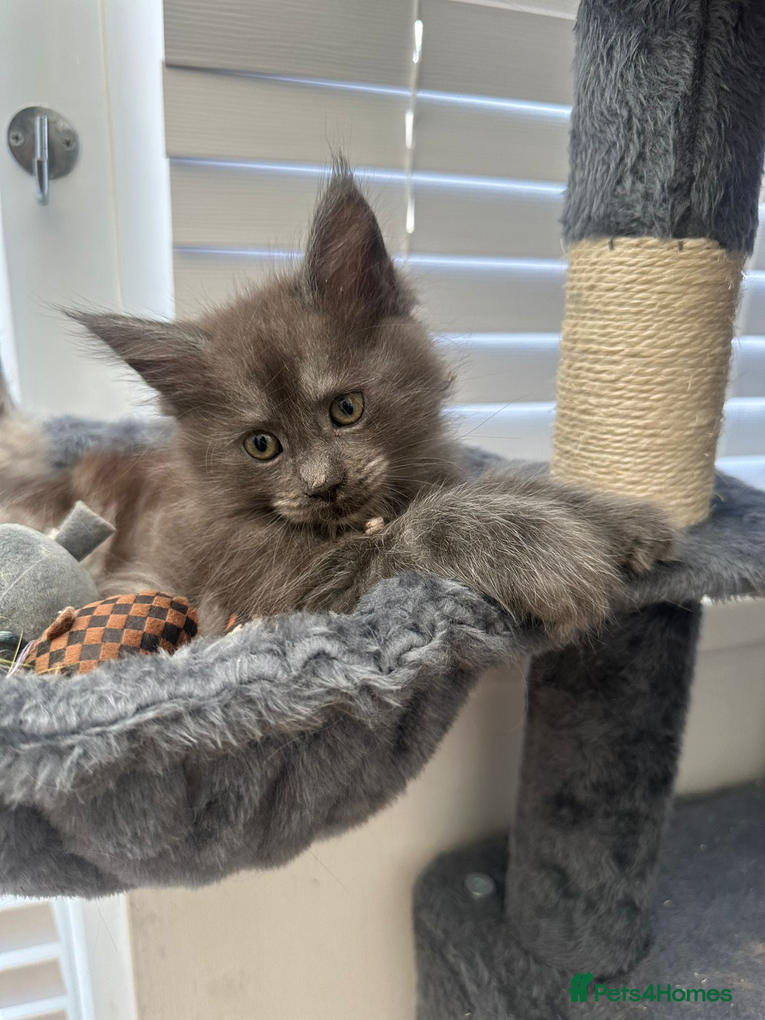 Maine Coon cats 5 beautiful Maine coon kittens 2 left - Advert 8