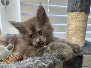 Maine Coon cats 5 beautiful Maine coon kittens 2 left - Advert 4
