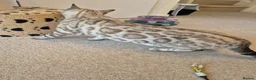 Bengal cats for sale: Seal Mink Rosetted Male Bengal - stud - Advert 4