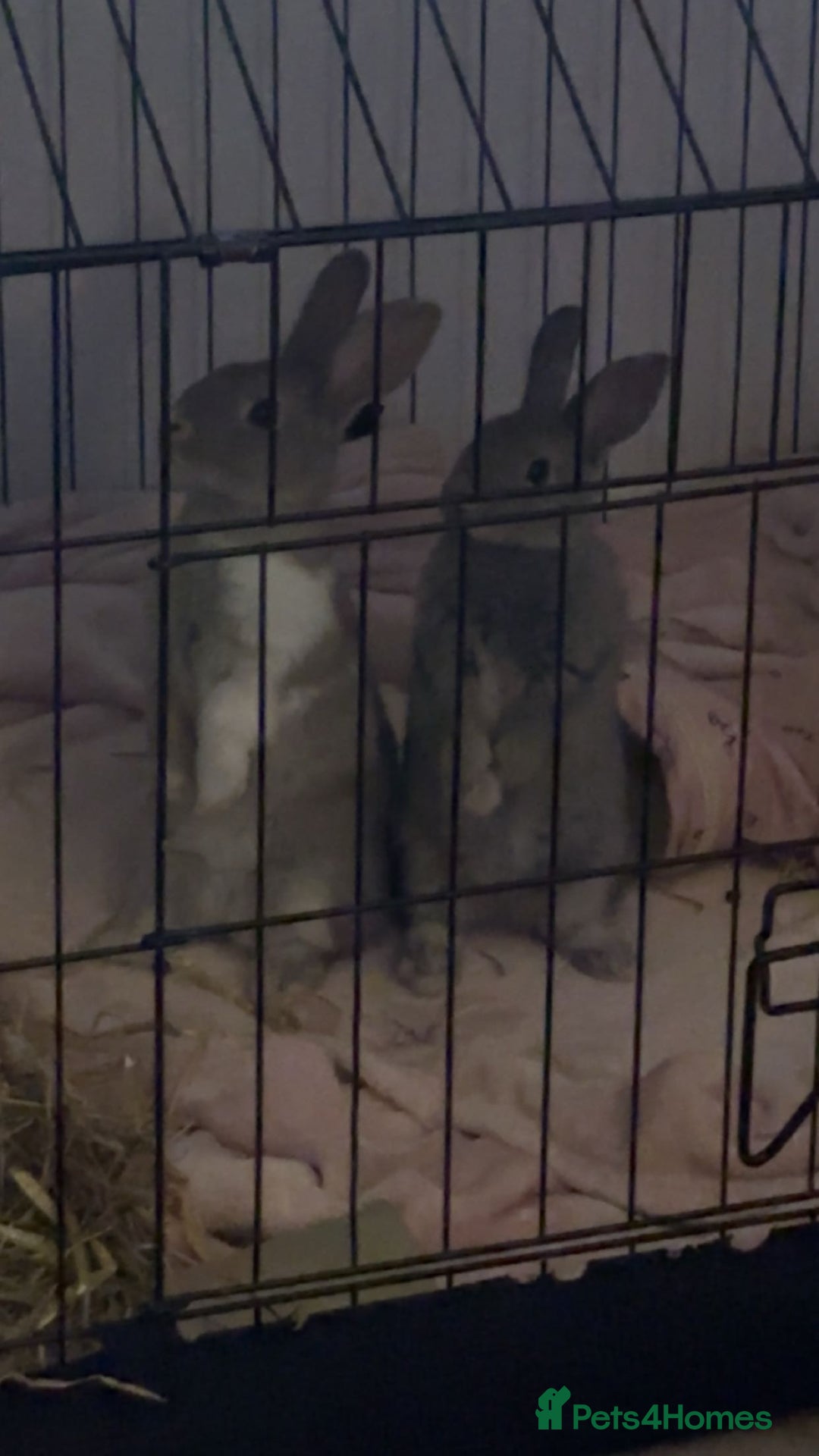 Mixed Breed rabbits for sale: Two beautiful bunnies for sale  - Advert 4