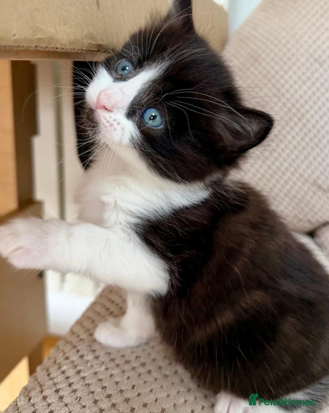 Mixed Breed cats for sale: Gorgeous 5 Adorable Kittens Ready For Home 💕 - Advert 30