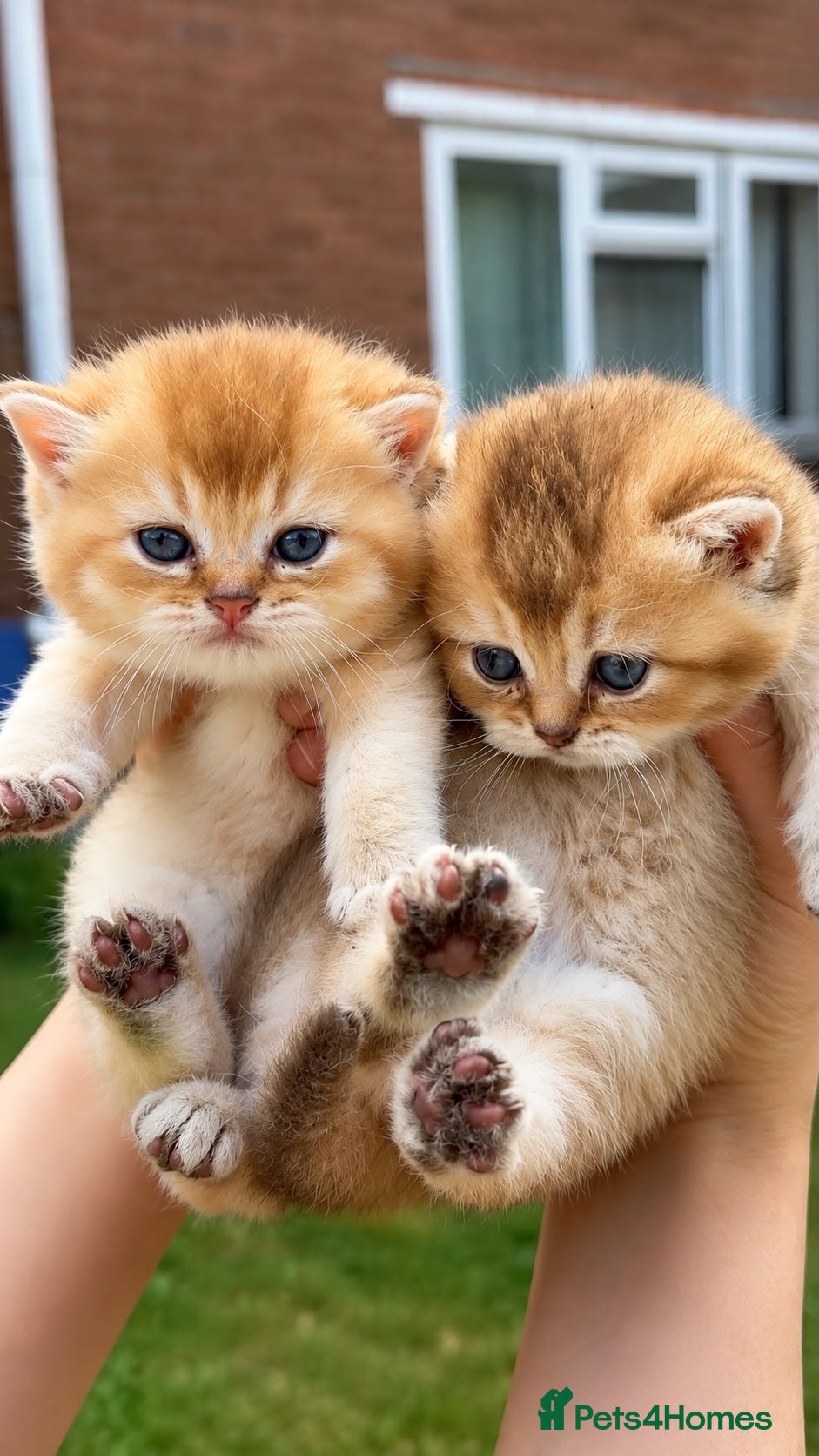 British Shorthair cats for sale: British Shorthair Golden Cats - Advert 9