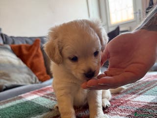 Mixed Breed dogs ✨1 little boy Cockapompoo puppy left✨ - Advert 6