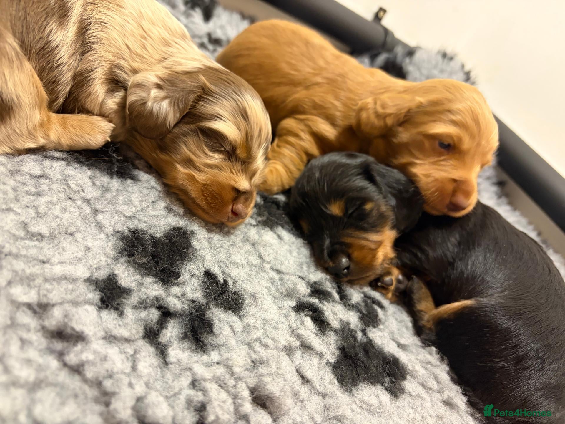 Miniature Dachshund dogs KC Long Haired Mini Dachshund - Cream/Red/Black - Advert 16