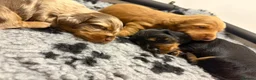 Miniature Dachshund dogs for sale: KC Long Haired Mini Dachshund - Cream/Red/Black - Advert 5